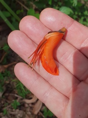 Erythrina vespertilio