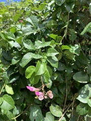 Fridericia