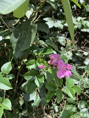 Fridericia