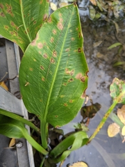 Sagittaria platyphylla