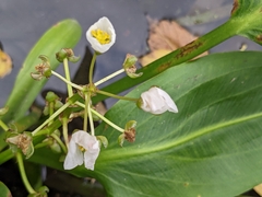 Sagittaria platyphylla