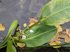 Sagittaria platyphylla