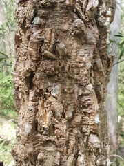 Erythrina vespertilio