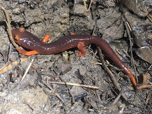 iNaturalist observation photo of Ensatina
