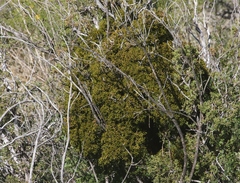 Phoradendron hawksworthii