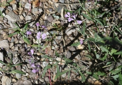 Hesperidanthus linearifolius