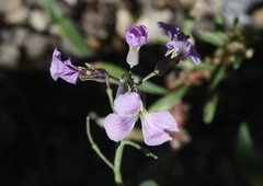 Hesperidanthus linearifolius