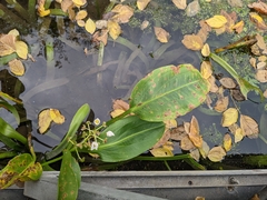 Sagittaria platyphylla