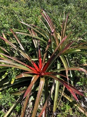 Bromelia antiacantha