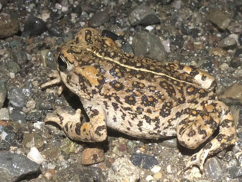 iNaturalist observation photo of Western Toad