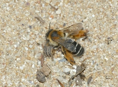 Dasypoda hirtipes