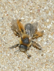 Dasypoda hirtipes