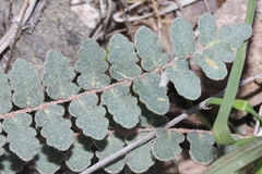 Astrolepis integerrima