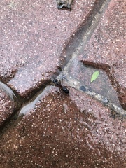 Camponotus barbaricus