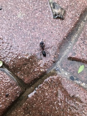 Camponotus barbaricus