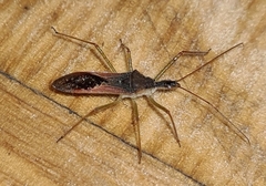 Zelus renardii