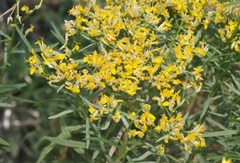 Gutierrezia microcephala