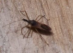 Zelus renardii