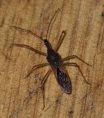 Zelus renardii