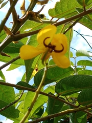 Senna viarum