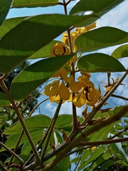 Senna viarum