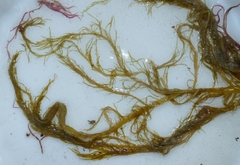 Desmarestia ligulata