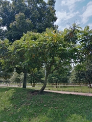 Senna viarum