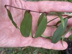 Pilidiostigma glabrum