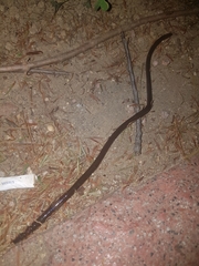 Annelida