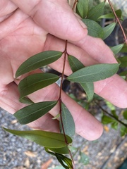 Pilidiostigma glabrum