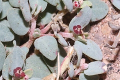 Euphorbia cinerascens