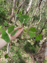 Erythrina vespertilio