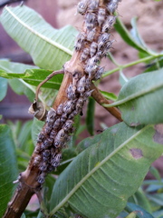 Aconophora compressa