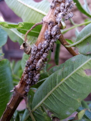 Aconophora compressa