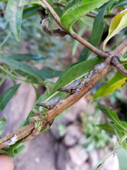 Aconophora compressa