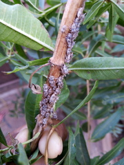 Aconophora compressa