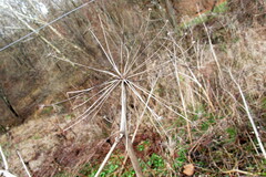 Angelica atropurpurea