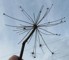 Angelica atropurpurea