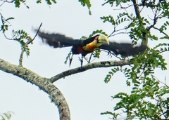 Ramphastos dicolorus
