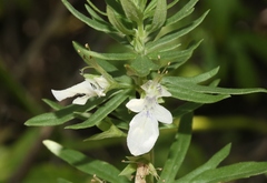 Teucrium laciniatum