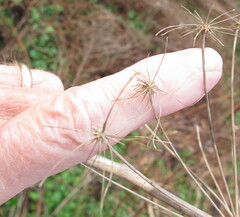 Angelica atropurpurea