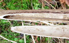 Angelica atropurpurea