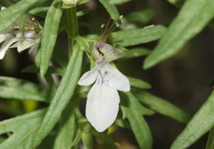 Teucrium laciniatum