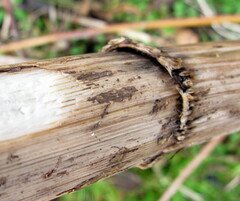 Angelica atropurpurea