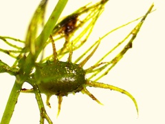 Ceratophyllum echinatum