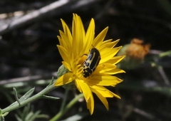 Acmaeodera scalaris
