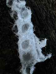 Tremella fuciformis