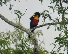 Ramphastos dicolorus