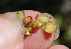 Juniperus coahuilensis