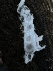 Tremella fuciformis